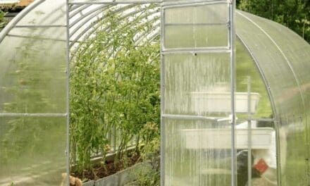Greenhouse Mistakes I Learned from Building My Own