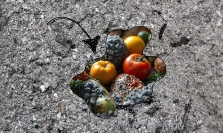 Why You Should Bury Your Food in Ash
