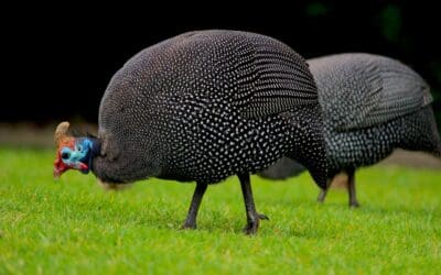 Why You Should Keep Guinea Fowl on Your Homestead