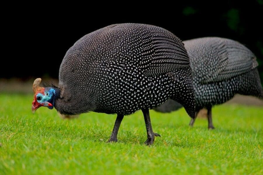 Why You Should Keep Guinea Fowl on Your Homestead