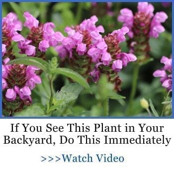 if you see this plant in your backyard, do this immediately