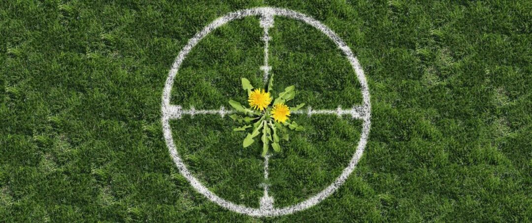 Homemade Weed Killer Recipes
