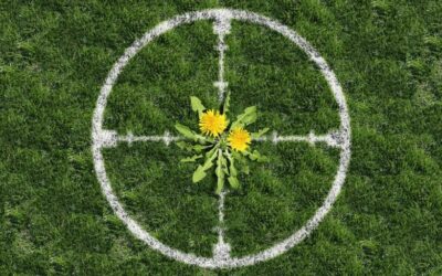 Homemade Weed Killer Recipes