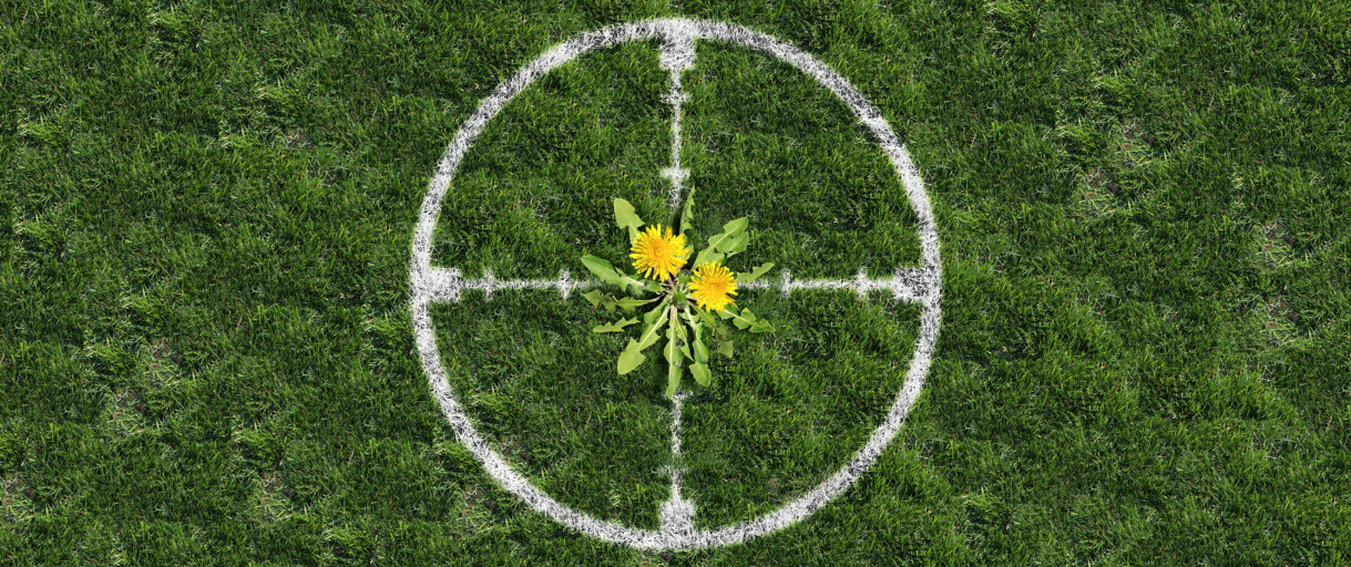 Homemade Weed Killer Recipes