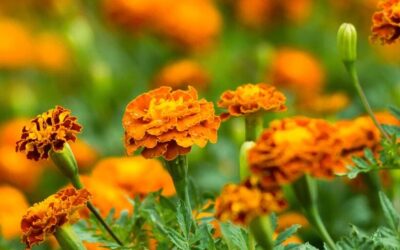 Marigold 101