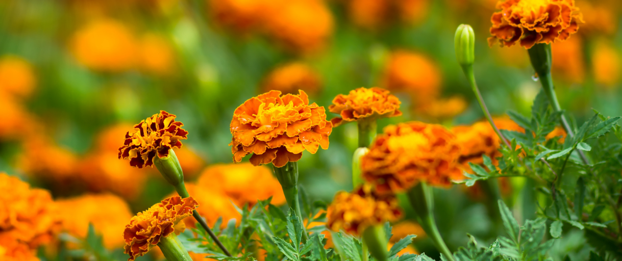 Marigold 101