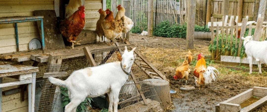 The Best Guardian Animals for Your Homestead (Besides Dogs)