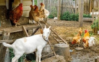The Best Guardian Animals for Your Homestead (Besides Dogs)