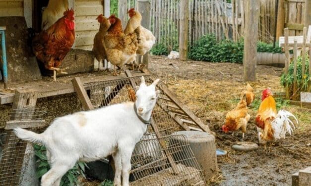 The Best Guardian Animals for Your Homestead (Besides Dogs)