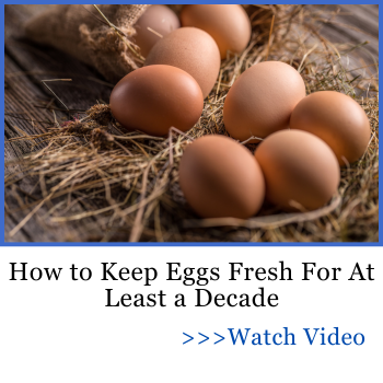 How to keep eggs fresh for at least a decade