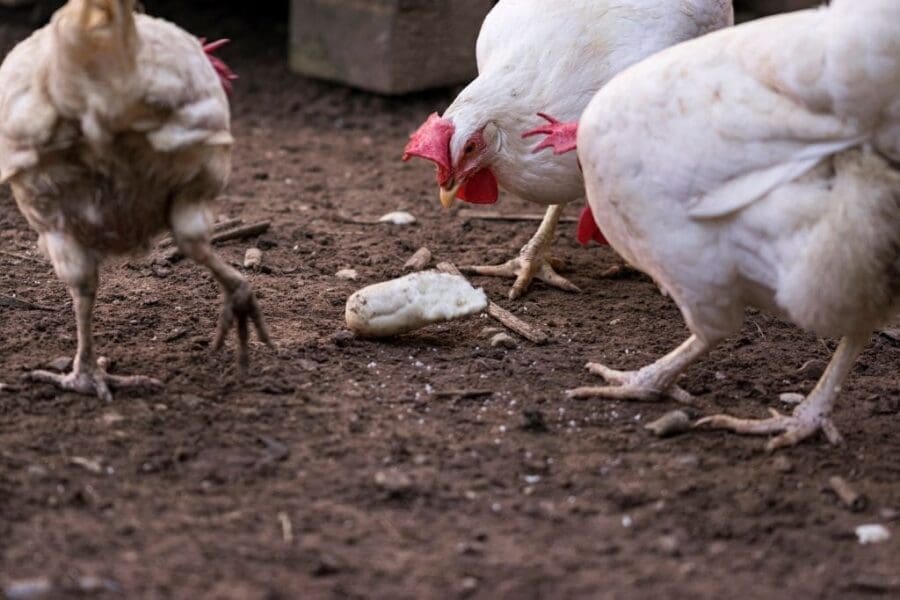 Can Chickens Eat Bread?