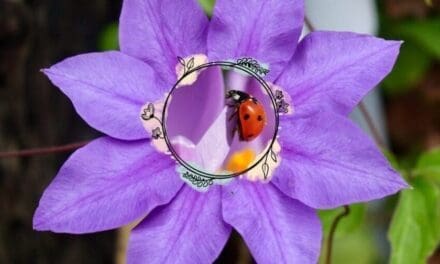 How to Attract Ladybugs To Your Garden – Nature’s Crop Guardians
