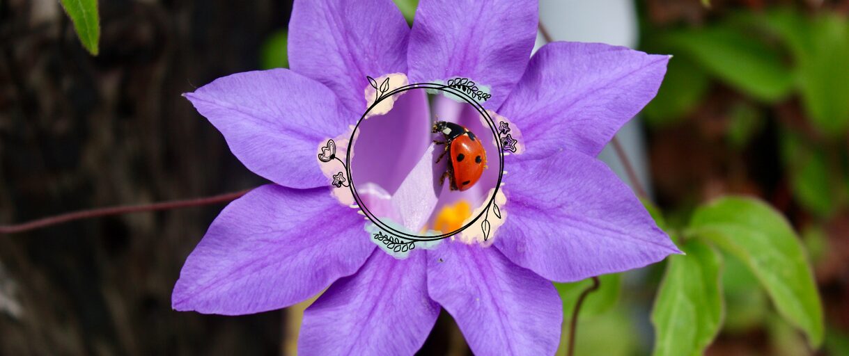 How to Attract Ladybugs To Your Garden – Nature’s Crop Guardians