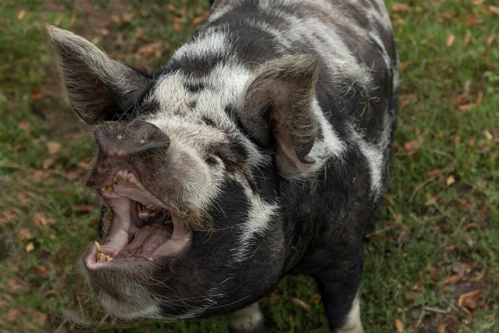 Kunekune pig screaming