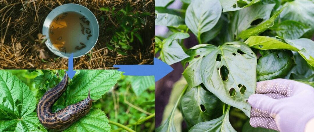 The Unseen Garden Pests You’re Accidentally Feeding