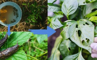 The Unseen Garden Pests You’re Accidentally Feeding