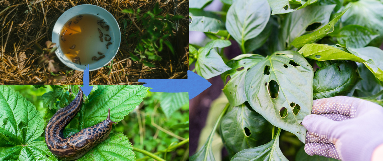 The Unseen Garden Pests You’re Accidentally Feeding