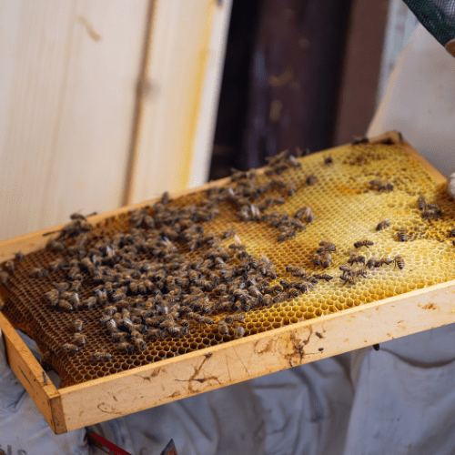 Why Growing Bees Is Easier Than You Think - Self Sufficient Projects