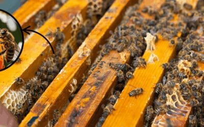Why Growing Bees Is Easier Than You Think