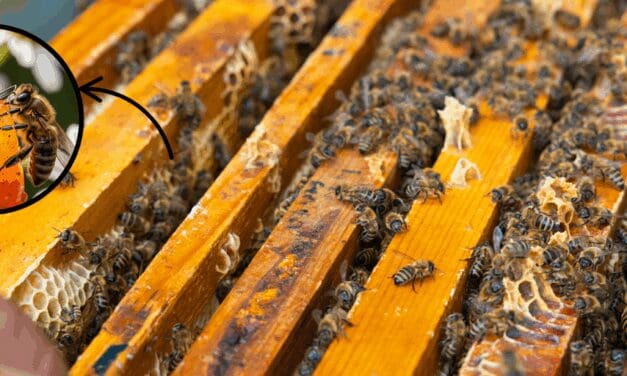 Why Growing Bees Is Easier Than You Think