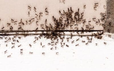 How To Make Your Own Homemade Ant Killer: 5 DIY Recipes to Eliminate Ants Naturally