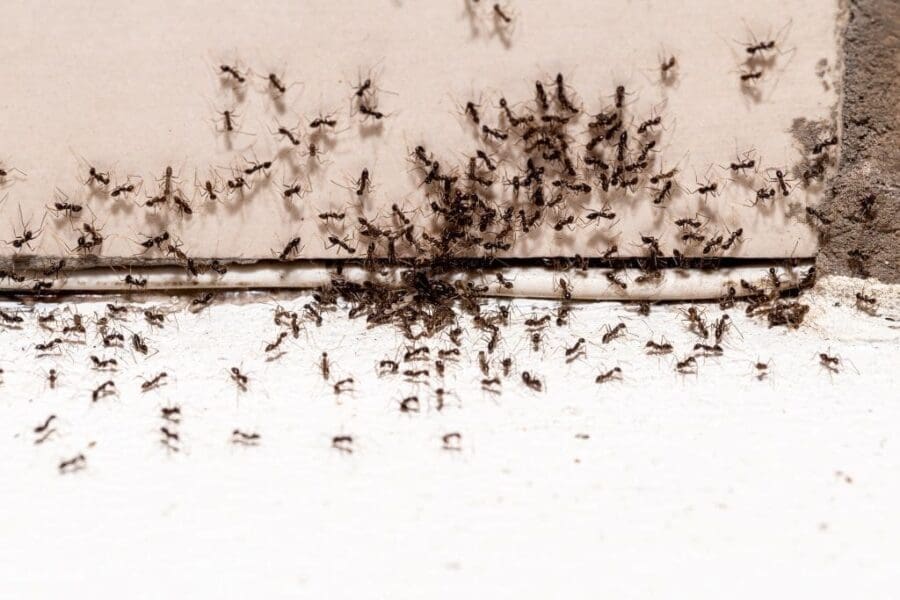 How To Make Your Own Homemade Ant Killer