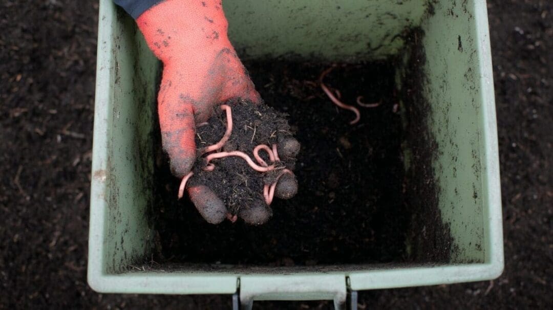 Vermicomposting: A Simple Way to Turn Scraps Into Black Gold