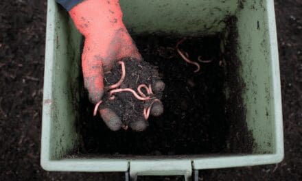 Vermicomposting: A Simple Way to Turn Scraps Into Black Gold