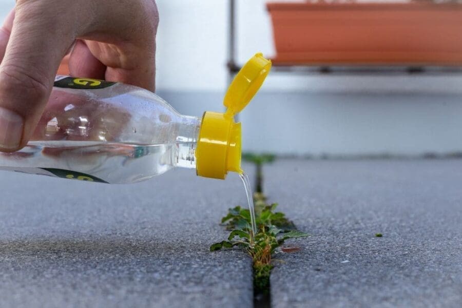 The Vinegar Weed Killer Recipe Every Homesteader Should Know