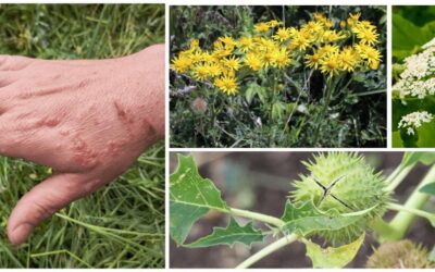 10 Plants You Should Never Touch