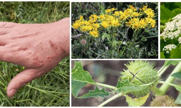 10 Plants You Should Never Touch