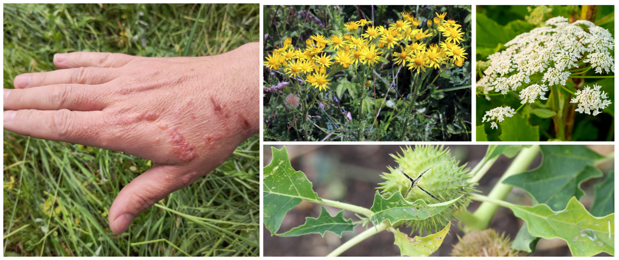 10 Plants You Should Never Touch