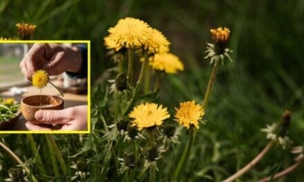 How To Make Natural Glue from Backyard Plants