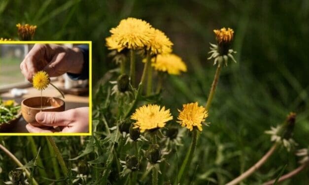 How To Make Natural Glue from Backyard Plants