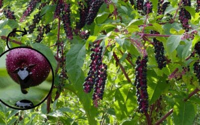The Most Dangerous Berry in the US (You Might Have It In Your Backyard)