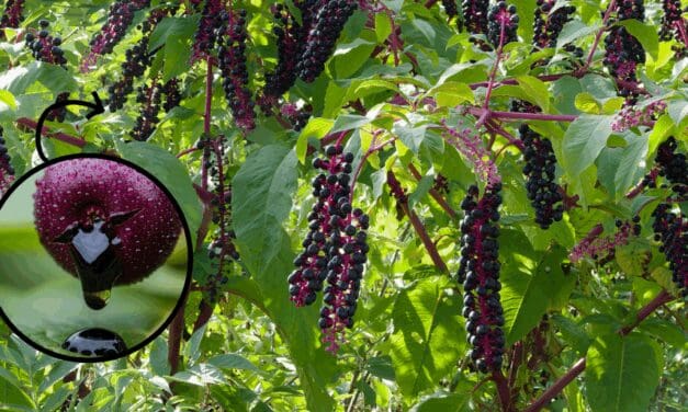 The Most Dangerous Berry in the US (You Might Have It In Your Backyard)