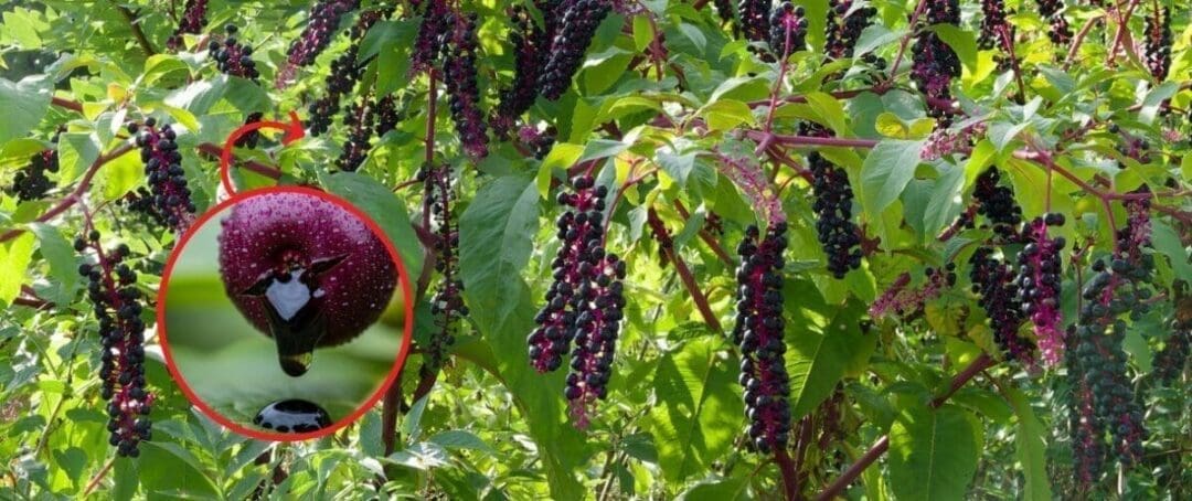 The Most Dangerous Berry in the US (You Might Have It In Your Backyard)