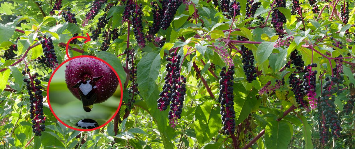 The Most Dangerous Berry in the US (You Might Have It In Your Backyard)