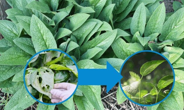 The One Plant That Can Fix Your Entire Garden – And You’re Probably Ignoring It