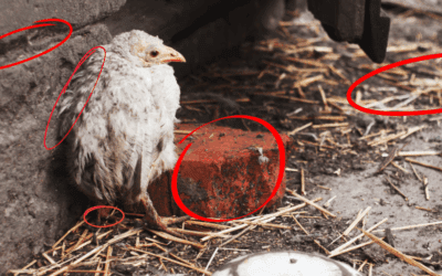 This Is Making Your Chickens Sick
