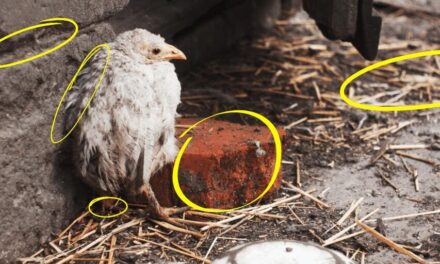 This Is Making Your Chickens Sick