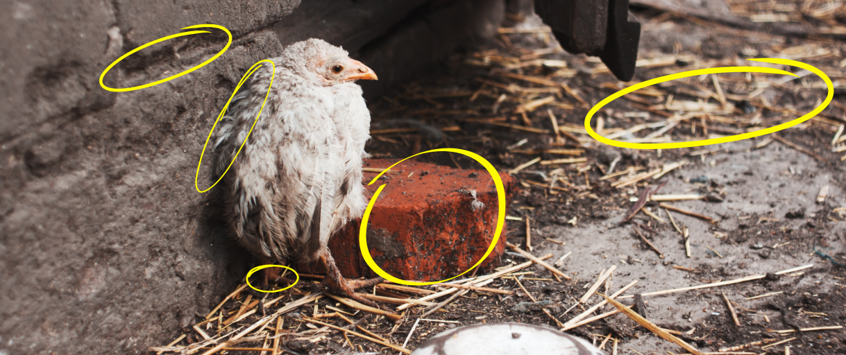 This Is Making Your Chickens Sick