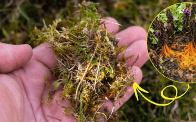 What’s Killing Your Plants Behind Your Back