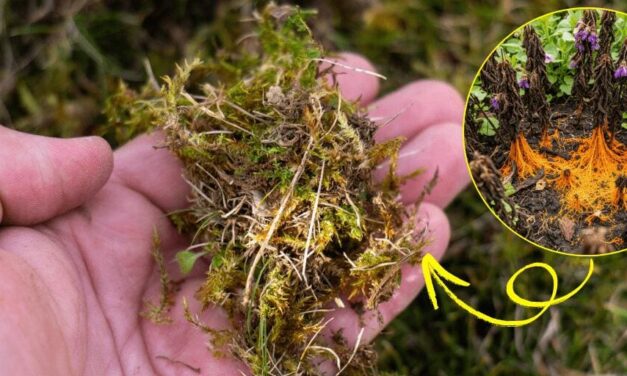 What’s Killing Your Plants Behind Your Back