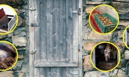 Better Than a Root Cellar