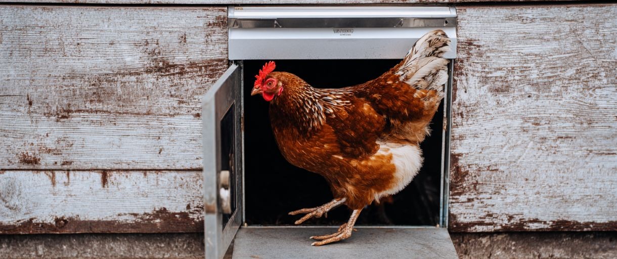 Best Automatic Chicken Coop Door Opener: Stress-Free Flock Keeping