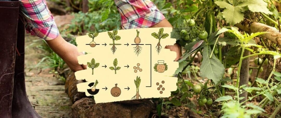 Why Do You Always Forget To Harvest This?
