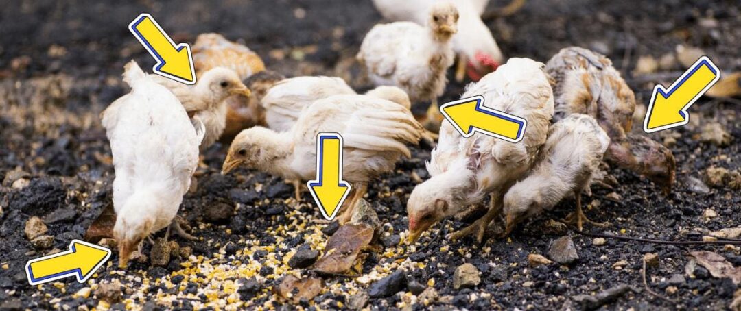 Your Chicken Coop Could Be a Death Trap