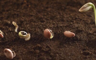 How to Germinate Seeds