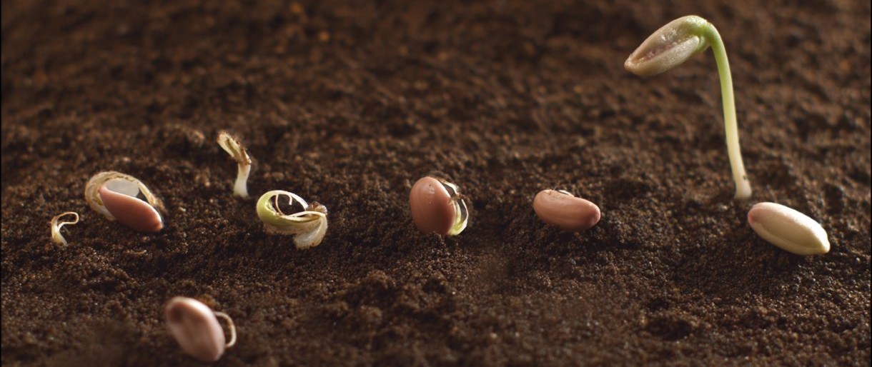 How to Germinate Seeds